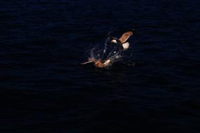 birds wrestle in the water