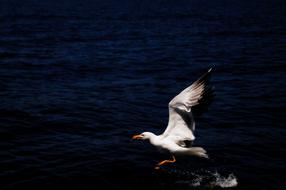 Gocek Boat