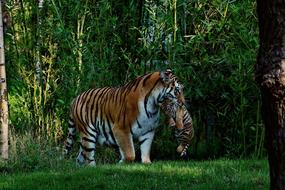Tiger Baby Mother And