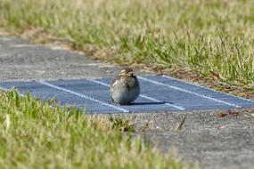 young bird sits on ground