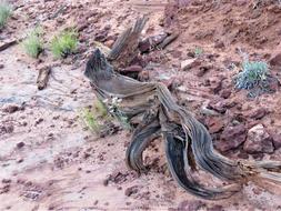 Hiking Old Tree Log