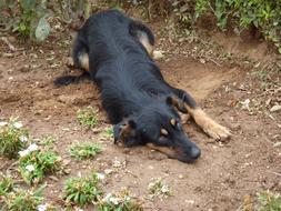 lonely lying dog
