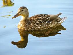 brown Waterfowl Bird