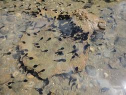 black tadpoles swim in the pond