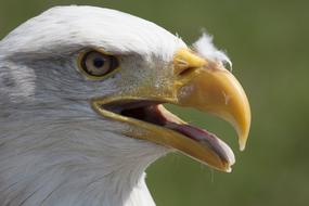 Bird Adler face