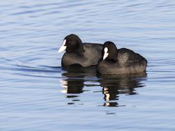 Coot Water Bird