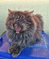 portrait of fluffy domestic cat lies and yawns