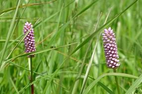 flower blossoms in the grass