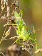 Grasshopper green