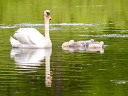 Swan and Chicks