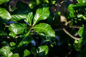 bright green summer leaves