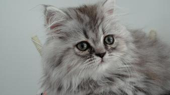Cat Feline Hair