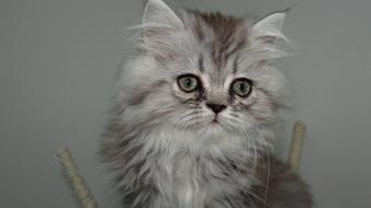 Portrait of the cute and beautiful, fluffy, gray and white cat