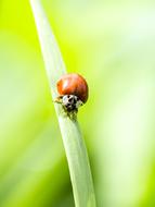 Ladybug Beetle close-up on blurred background