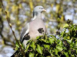 Ringdove on a blurred background