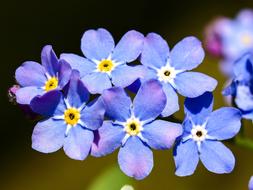 Forget Me Not Flower Blossom