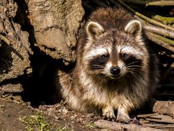 raccoon in natural environment on a sunny day