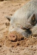 Hairy Pig on sand