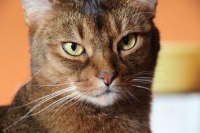 Cat Breed Abyssinian