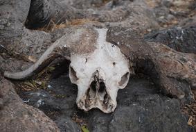 Skull Buffalo Africa