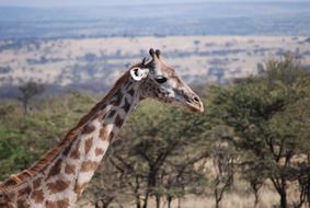 Giraffe Africa