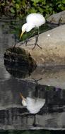 bird reflection in the lake in the wild