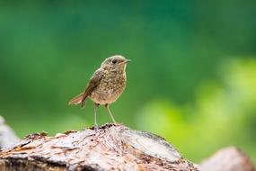 Robin Young Bird Small