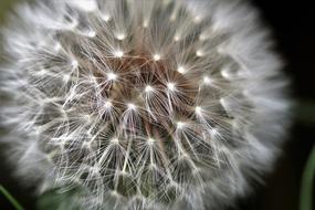 Dandelion Faded Fluff