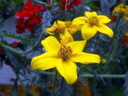 Flowers Geraniums Yellow