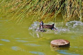 Water Bird Mallard