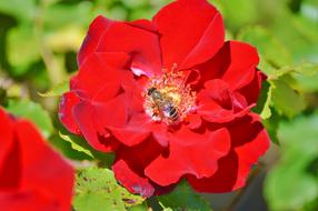 bee on a red rose on a blurred background