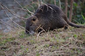 Nutria feeding on grass