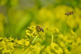 Bee Insect yellow Blossom