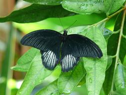 Papilio memnon, black Butterfly