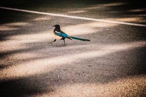 beautiful little bird is walking on the highway