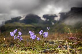 Bellflower Shining Glacier