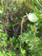 Dragonfly Damselfly Green