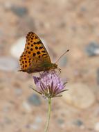 Butterfly Aranja Wild