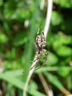 Spider Arachnid Agalenatea Redii