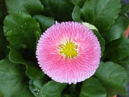 open bud of a pink flower