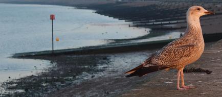 Bird Sea water Beach
