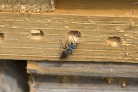 Closeup photo of Insect Unknown Fly