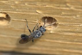 Close up view of Fly on wood