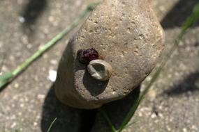 The Dead Tick Crushed Wood