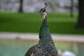 photo portrait of a peacock with a long neck