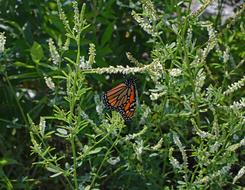 Beautiful and colorful Monarch Butterfly On Sweet green Clover plant