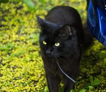 black cat on the grass in summer