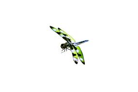 dragonfly masked green black blue