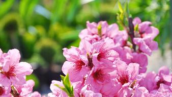 Flowering Tree Fruity