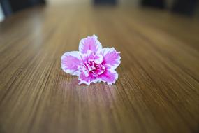 pink little flower on the table